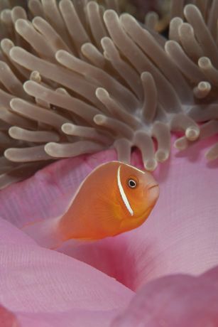 Pink Anemone Fish poses for Steve