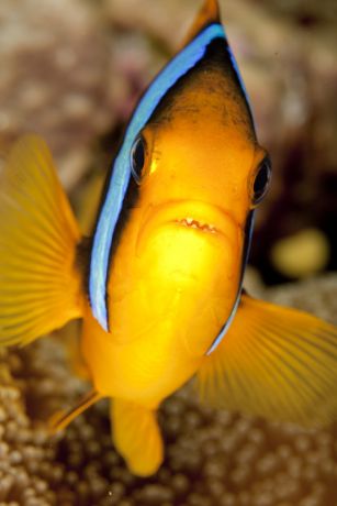 Clarks Anemone fish get aggressive with Steve