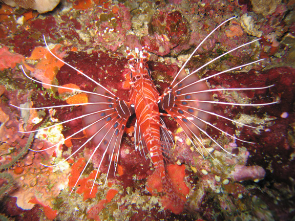Beautiful Lionfish hunting on the reef; Taken by Harry M.