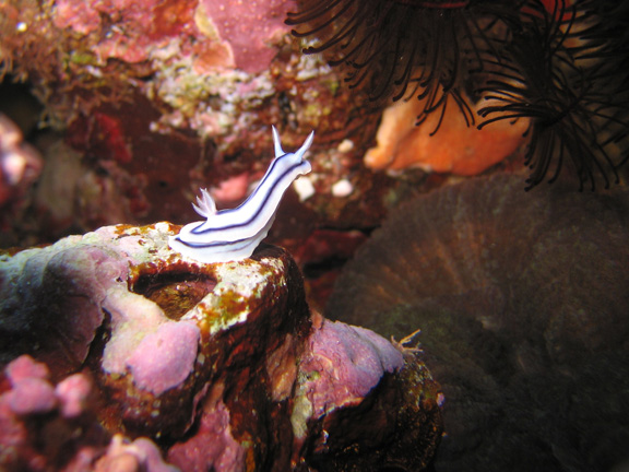 Nudibranch looking for new feeding grounds: Taken by Harry M.