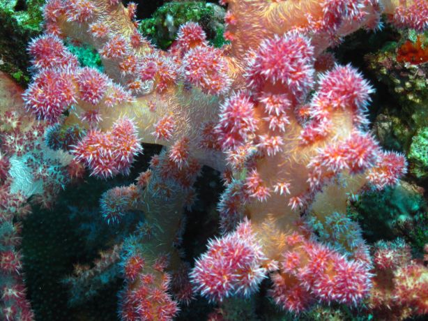 Soft Coral feeding, taken by Bailey