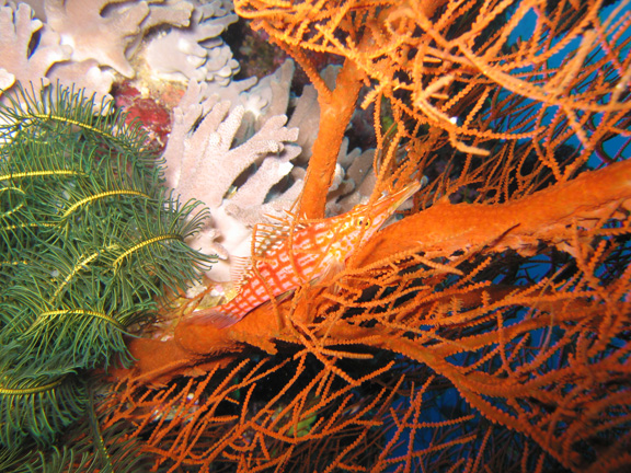 Longnose hawk fish hiding out in the reef; Taken by Harry M.