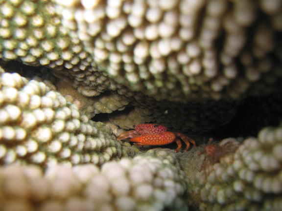 Hard coral crab taking cover; Taken by Harry M.