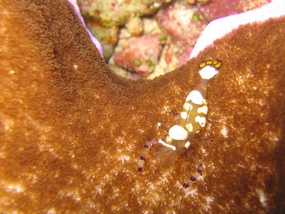 Anemone shrimp; Taken by Harry M.