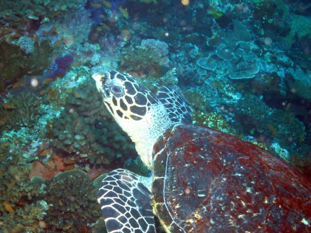 Patient turtle strikes a pose for Bailey