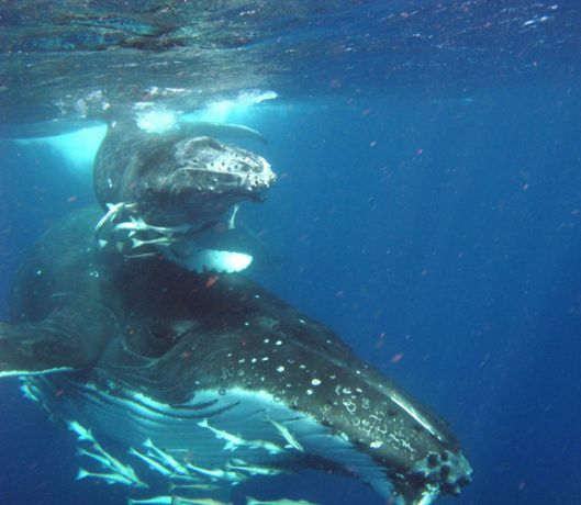 Bruce gets up close with a mother, calf & escort