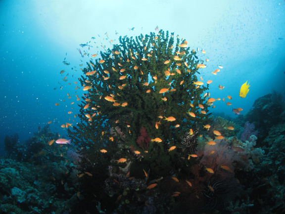 Anthias swarm the reef - captured by Tim