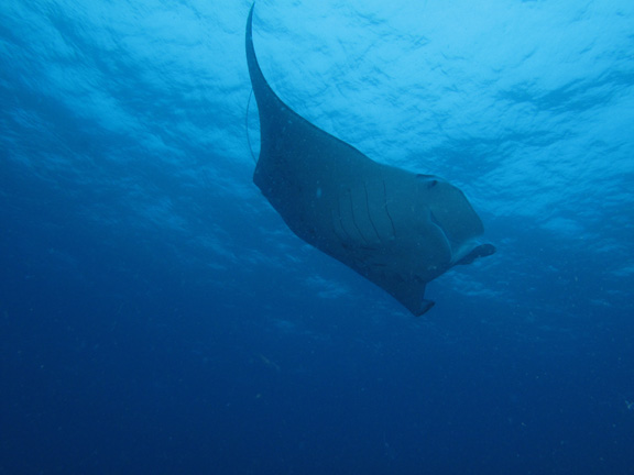 Manta feeding in Gau - taken by Tim