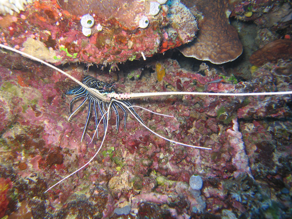 Painted cray fish taking cover in a crevice in the reef: Taken by Harry M.