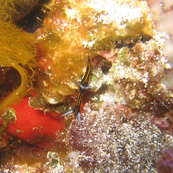 Small colorful nudibranch; Taken by Harry M.