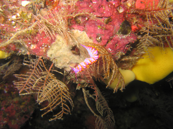 Flablina nudibranch munching on a hydroid; Taken by Harry M.