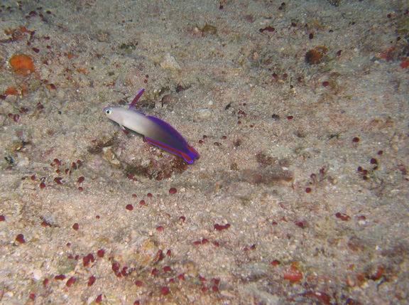 Purple fire dart gobie displaying out side his burrow; Taken by Harry M.