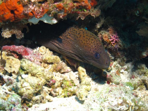 Jim & Bailey encounter a large moray on a dusk dive.