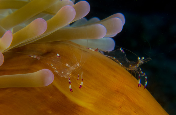 Christian finds lots of cleaner Shrimp in an Anemone