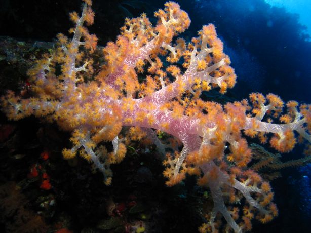 Beautifull soft coral. Captured by Jim