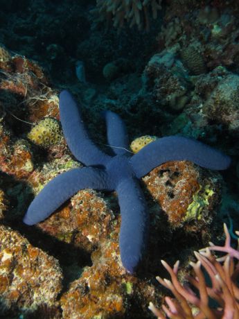 Beautiful blue linka sea star: Taken by Jayne M.