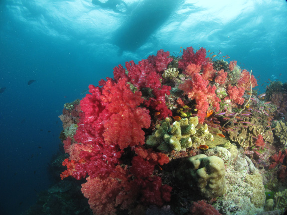 Colorful bombies in Namena - Taken by Tim