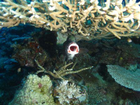 Sweetlips puckering up. Photo by Allen