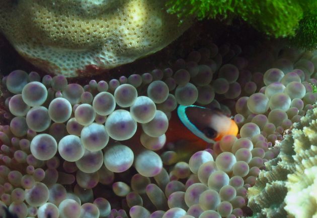 Brave Anenome fish guards his home, taken by Jim