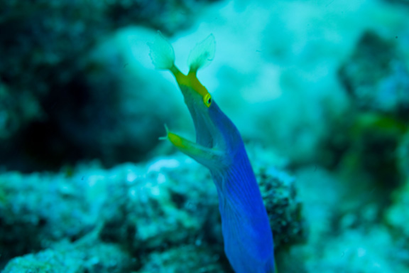 Blue Ribbon Eel poses for Alan at Wakaya