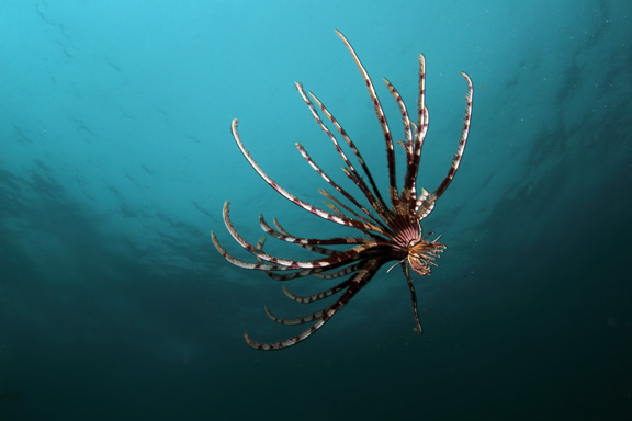 Mike gets a great lion Fish encounter