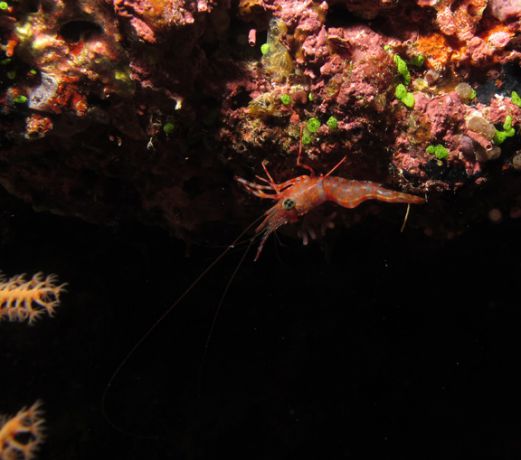 Lovely shrimp hiding under reef ledge: Taken by Jayne M