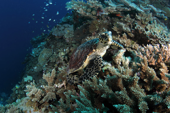 A friendly Turtle poses for Mike on Mount Mutiny