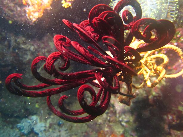 Crinoid feeding. Taken by Bailey