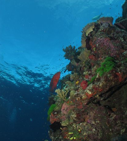 Crystal clear ocean and beautiful Fiji reef; Taken by Jayne M.