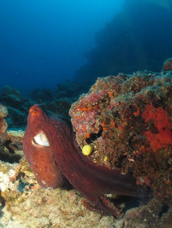 Foraging octopus feeling for crustaceans; Taken by Jayne M