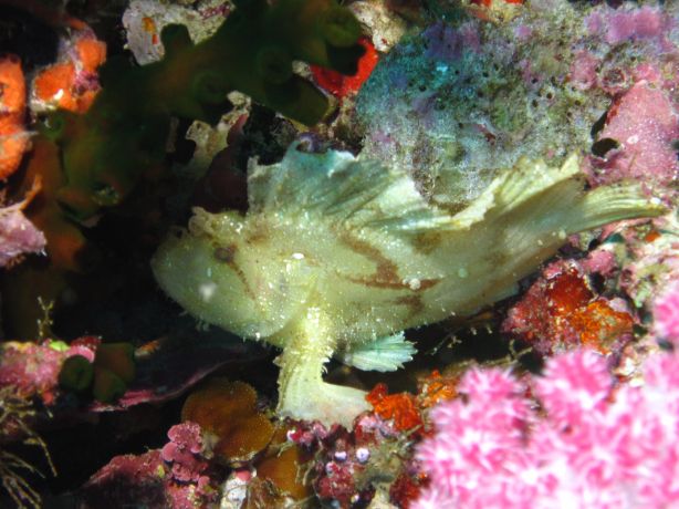 Scorpion leaf fish hiding on the reef. Taken by Bailey
