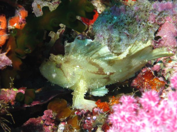 Scorpion Leaf fish trying to hide in Vatu-I-ra, captured by Bailey