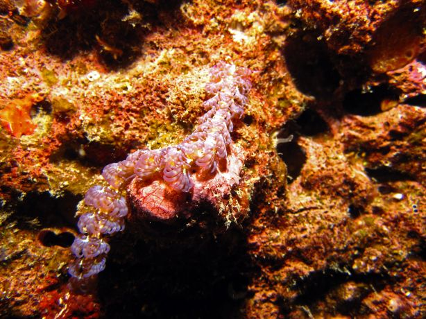 Chinese Dragon looking for sunlight to aid its photosynthetic feeding strategy, taken by Bailey