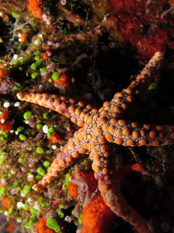 Sea star on reef wall; Taken by Jayne M.