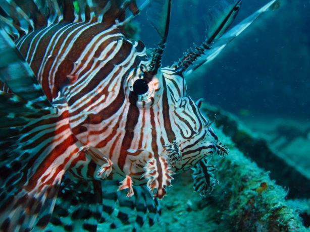 A voracious predator, the common Lion Fish is always on the hunt, captured by Bailey