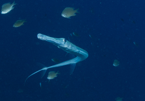 Trumpet fish poses for Christian