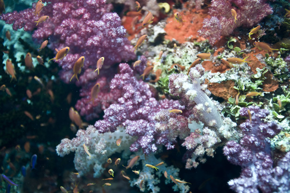 Alan captures one of Fiji's colorful reefs.