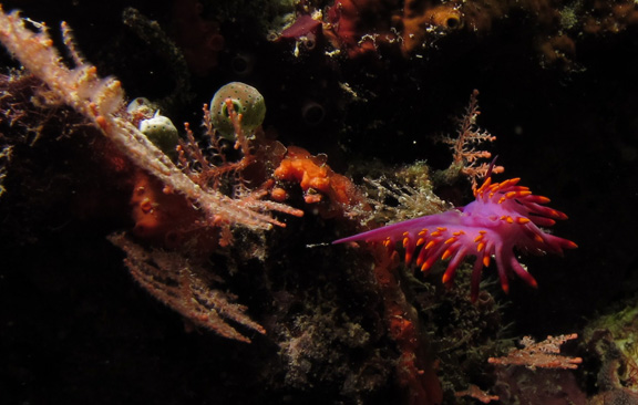 Very colorful nidibranch feeding; Taken by Jayne M.