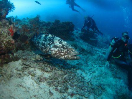 Malabar Grouper. Shot by Allen