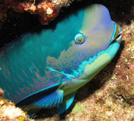 A very sleep parrot fish tuked away fro a good night sleep; taken by Jayne M