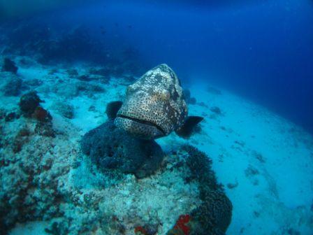 Curious Malabar Grouper by Allen