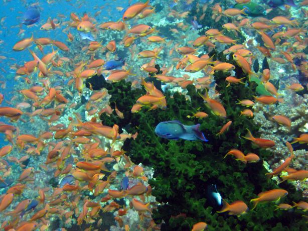 Tubastria covered in Anthias, taken by Bailey