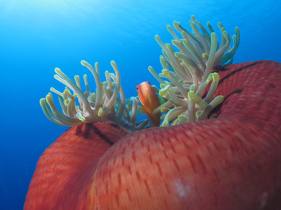 Anemone fish in his curled up anemone; Taken by Jayne M.