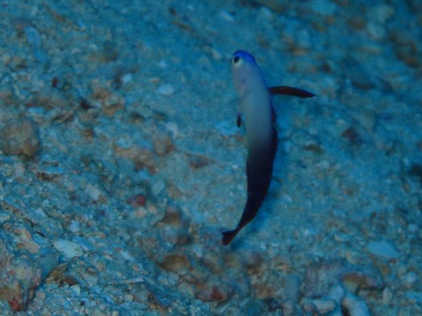 Decorated Dart Fish at Wakaya: taken by Warren