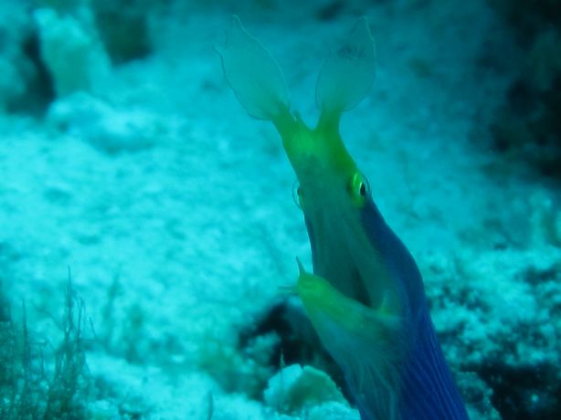 Blue Ribbon Eel at Wakaya: taken by Warren