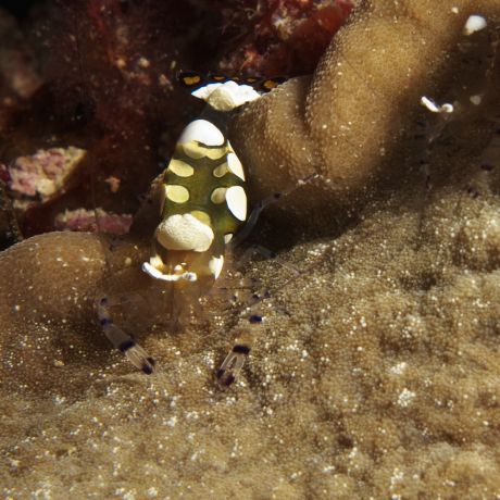 Bruce T. showing the great macro capabilities of his G11 by shooting this small Popcorn shrimp in an adhesive anemone.