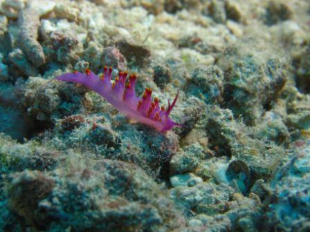 Flabellina Nudibranch. Shot by Allen