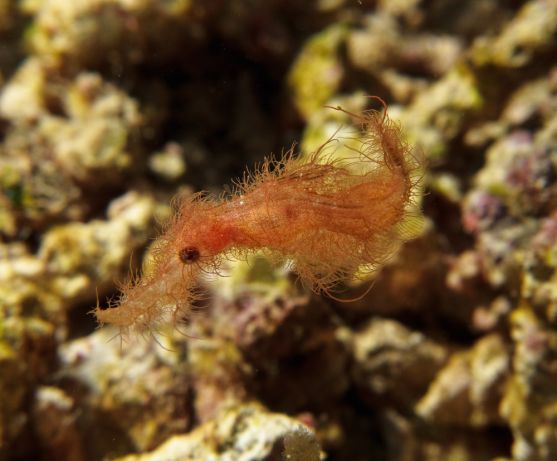 Bruce T. captures the hairy ghost pipe fish found at Unde-Nai'a-ble