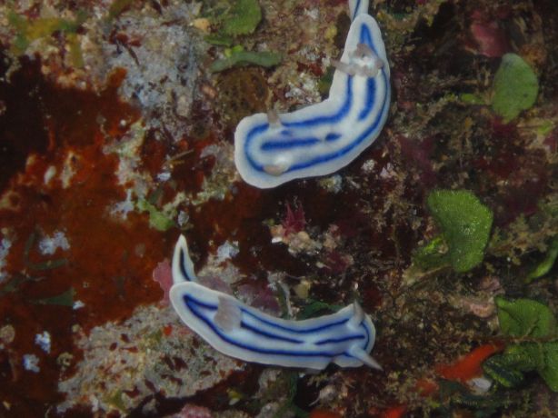 Love is in the air - Romancing Nudi's: taken by Warren