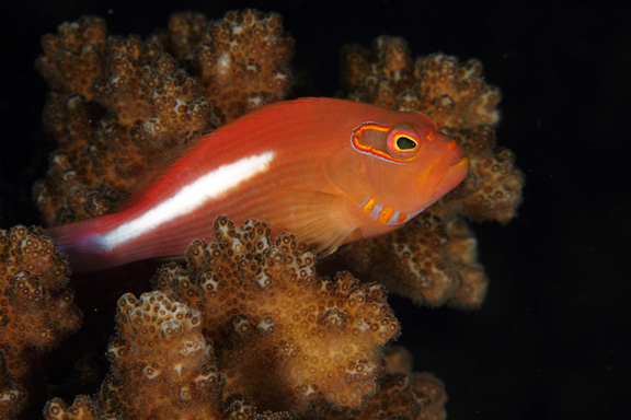 An Arc Eye Hawk Fish poses for Mike